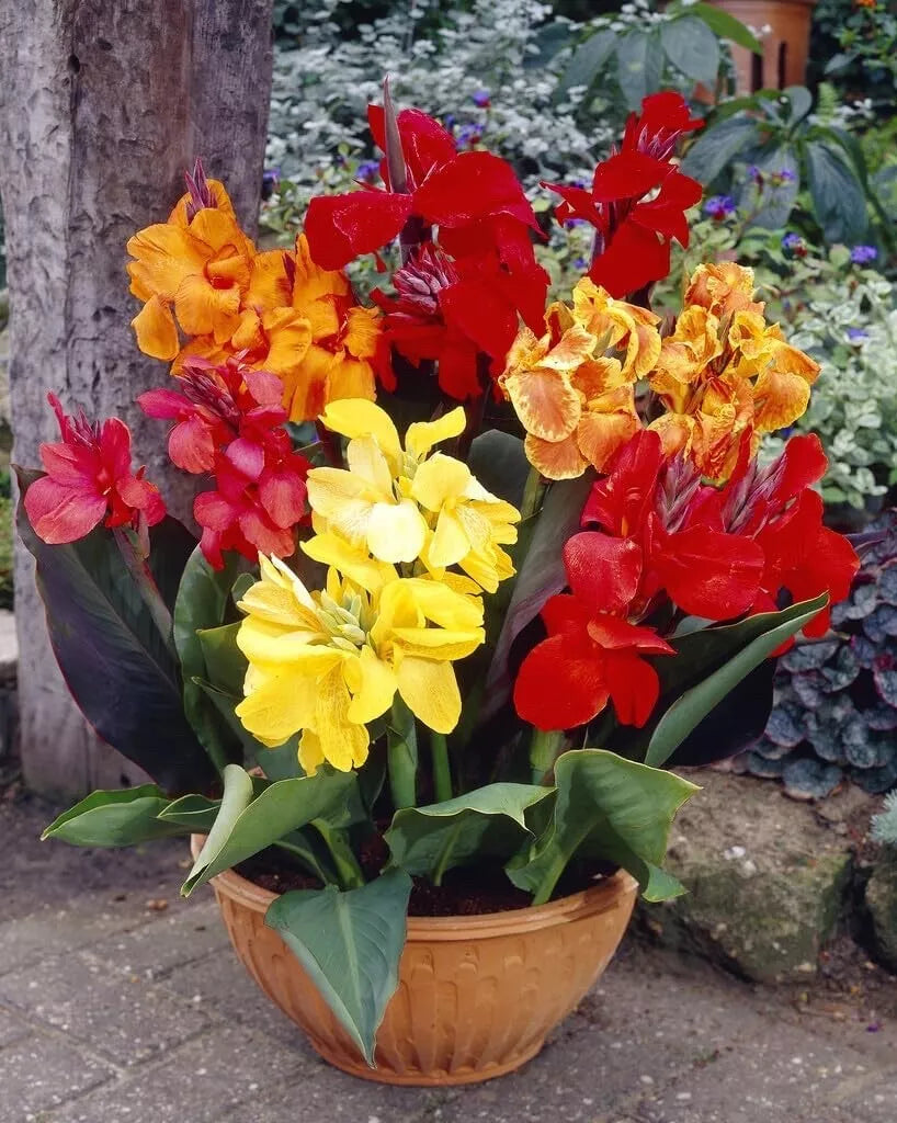 Mixed Canna Lily Bulbs - 10 Pack, Vibrant Colors, Canna indica, Garden Border, Pot, Tropical Flower