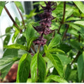 Licorice Basil Herb Seeds - Thai Basil, Non-GMO, Compact Growth, Ocimum basilicum var. thyrsiflora, Culinary Herb Seeds