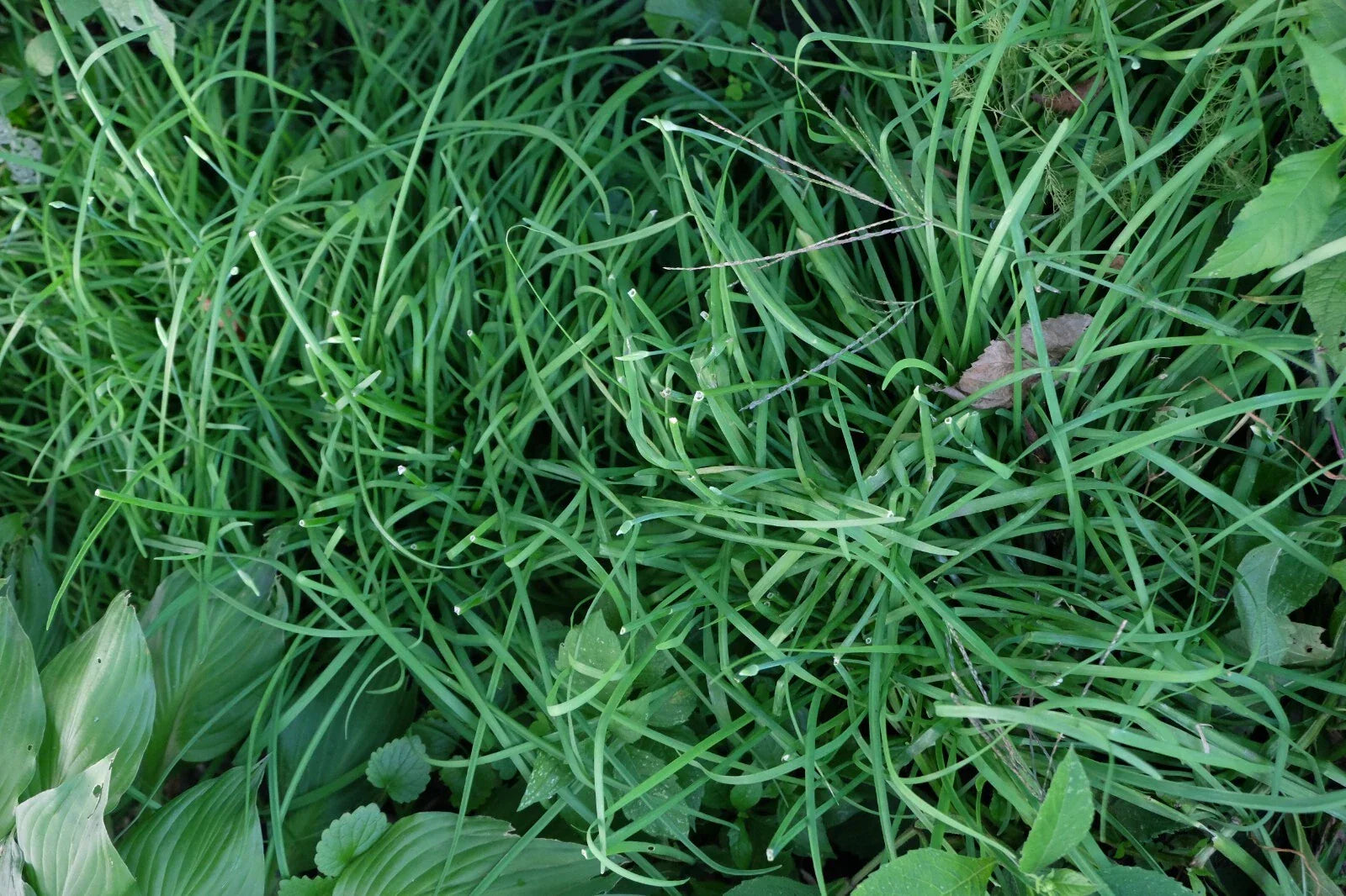 Garlic Chives Roots 6 Pounds Allium tuberosum Perennial Herb for Cooking & Gardening