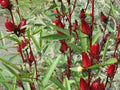 50 Roselle Seeds Hibiscus sabdariffa Organic Herb Seeds for Culinary & Beverage Use, Full Sun, Free Shipping