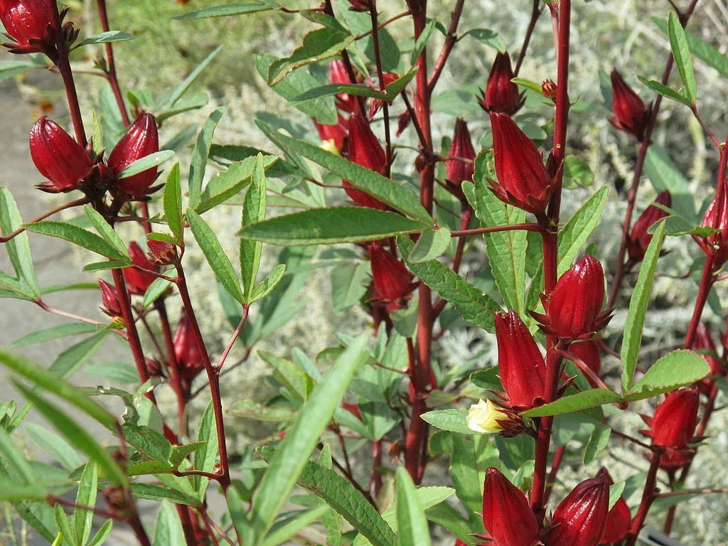 50 Roselle Seeds Hibiscus sabdariffa Organic Herb Seeds for Culinary & Beverage Use, Full Sun, Free Shipping