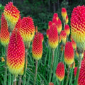 Royal Castle Torch Lily Seeds | Kniphofia uvaria Perennial Flower Seeds | Hot Poker Flower, Orange Yellow Red Blooms, 25 Pack