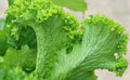 Green Wave Mustard Seeds - Brassica juncea, Bright Lime Green, Ruffled Leaves, Salad and Cooking, 50+ Seeds