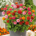 Thumbelina Dwarf Zinnia Seeds - Pack of 100+ - Colorful Garden Flowers - Zinnia elegans - Compact, Bushy, Easy to Grow