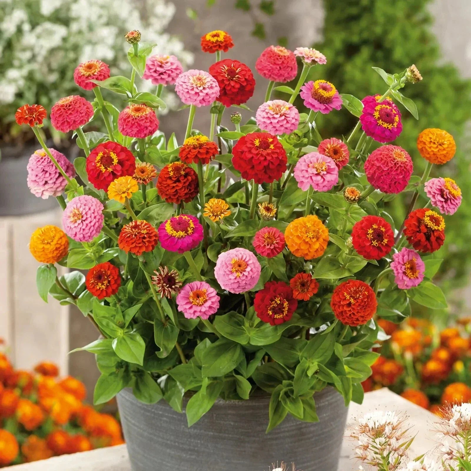 Thumbelina Dwarf Zinnia Seeds - Pack of 100+ - Colorful Garden Flowers - Zinnia elegans - Compact, Bushy, Easy to Grow