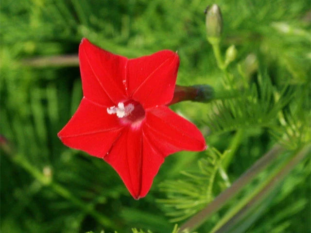 Cardinalis Morning Glory Seeds - Climbing Vine, Bright Red Blooms, Ipomoea purpurea, Garden Flower Seeds, Pollinator Attracting