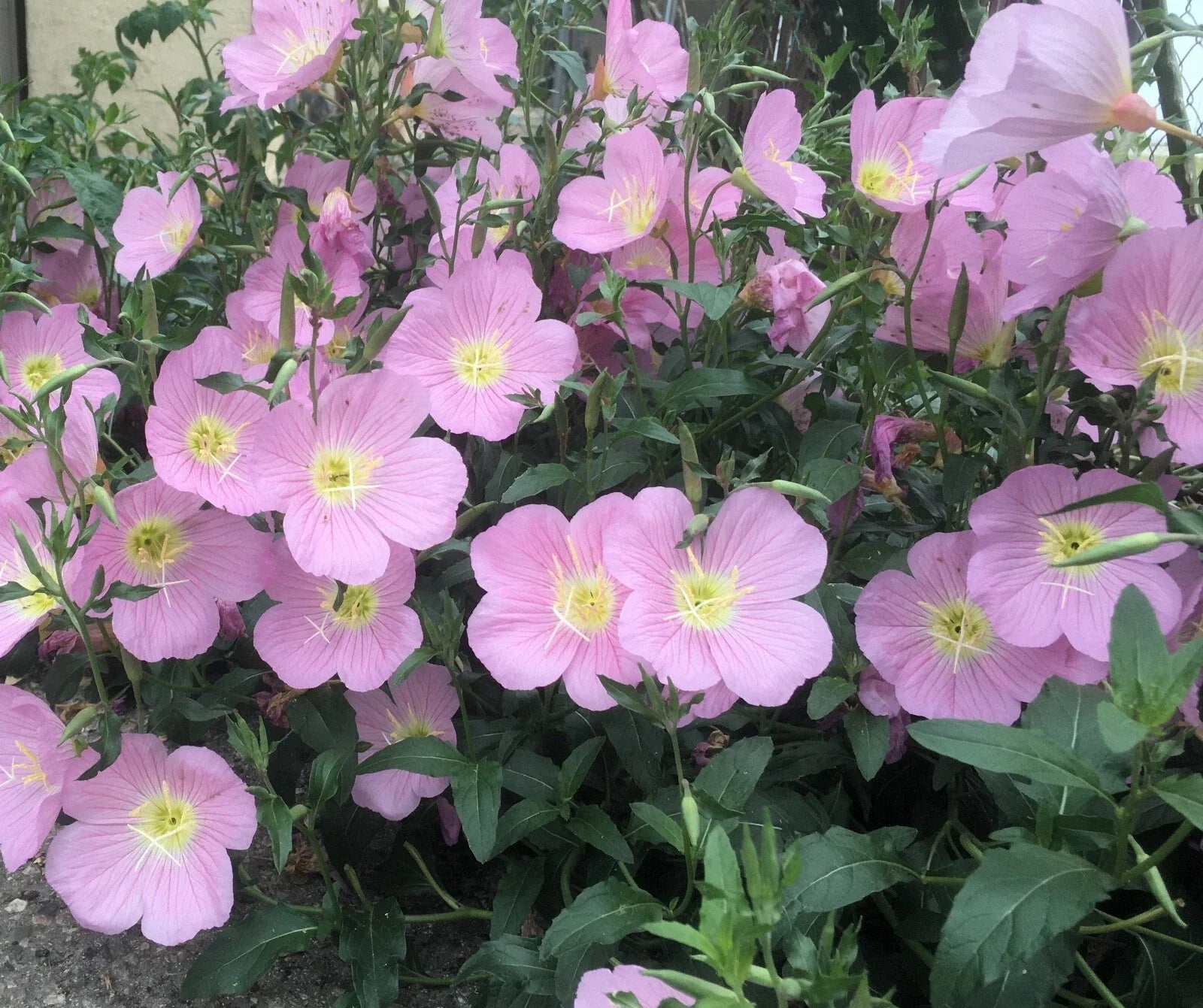 Pink Showy Evening Primrose Seeds - 500+ Oenothera speciosa Perennial Herb for Borders & Containers, Pink Flowers, Pollinator Attractant