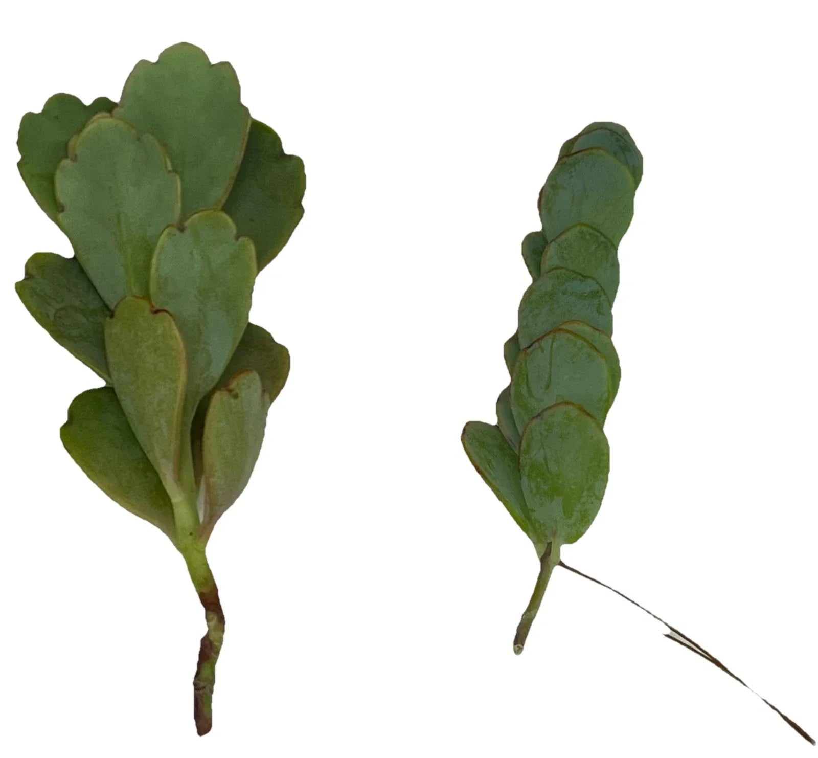 Kalanchoe Cuttings 4-6" Unrooted Marnier's Lavender Succulent Propagation Kalanchoe luciae