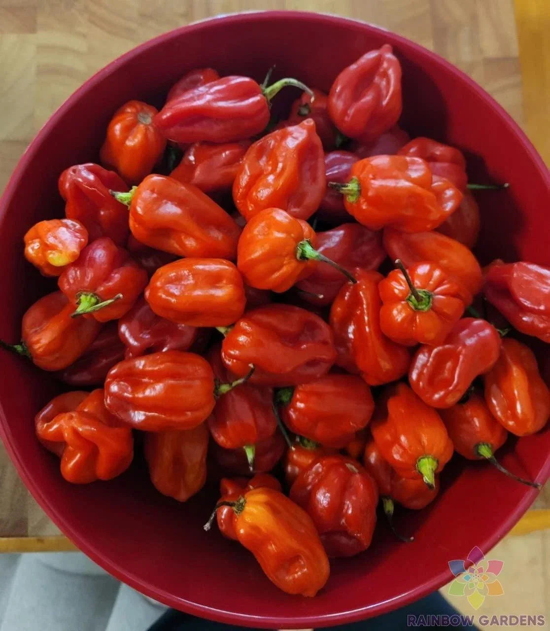 Habanero Red Hot Pepper Seeds Pack of 25+ | Capsicum chinense | Fiery Chili for Garden & Container Planting
