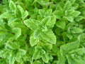 Peppermint Seeds 2000 Count Non-GMO Mentha × piperita Organic Herb for Culinary & Tea Gardening