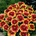 Gaillardia Flower Seeds - 100 Pack Bright Blanket Flowers for Vibrant Summer Blooms, Drought-Tolerant, Attract Pollinators, Perennial, Gaillardia aristata