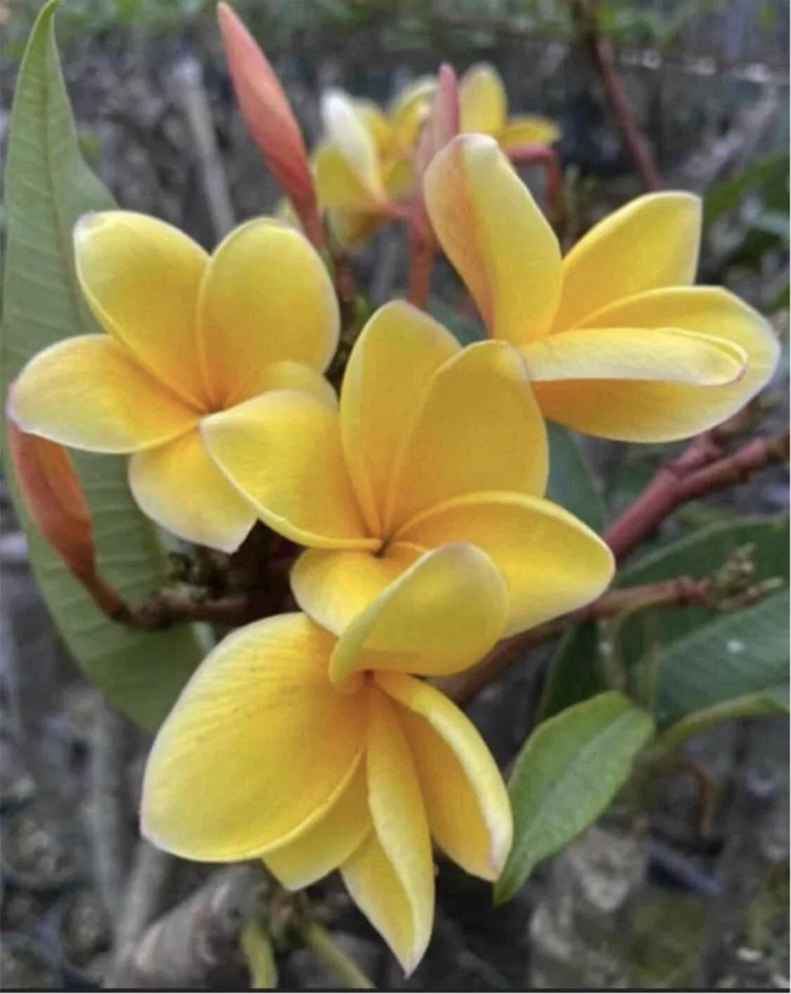 Rooted Plumeria Cutting - Aztec Gold - Tropical Frangipani Plant - 16-inch Flowering Plant for Garden or Indoor Use