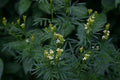 Huacatay Seeds - Black Mint Culinary Herb, Tagetes Minuta, Organic, Aromatic Leaves, Indoor & Outdoor Gardening