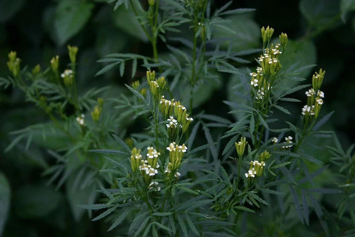 Huacatay Seeds - Black Mint Culinary Herb, Tagetes Minuta, Organic, Aromatic Leaves, Indoor & Outdoor Gardening