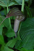 Cobra Lily Seeds - 4 Fresh Untreated Arisaema c. Seeds for Shade Gardens, Pollinator Attracting, Easy to Grow