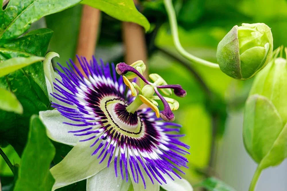 Passion Flower Seeds - 50+ Passiflora caerulea Exotic Climbing Vine for Garden Planting