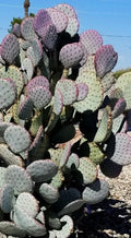 Santa Rita Purple Prickly Pear Cactus Cutting 5-6" Opuntia violacea Arizona Desert Plant Succulent