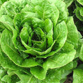 Buttercrunch Lettuce Seeds - Heirloom Non-GMO Lactuca sativa, Loose-Leaf, AAS Winner, Packaged Seeds