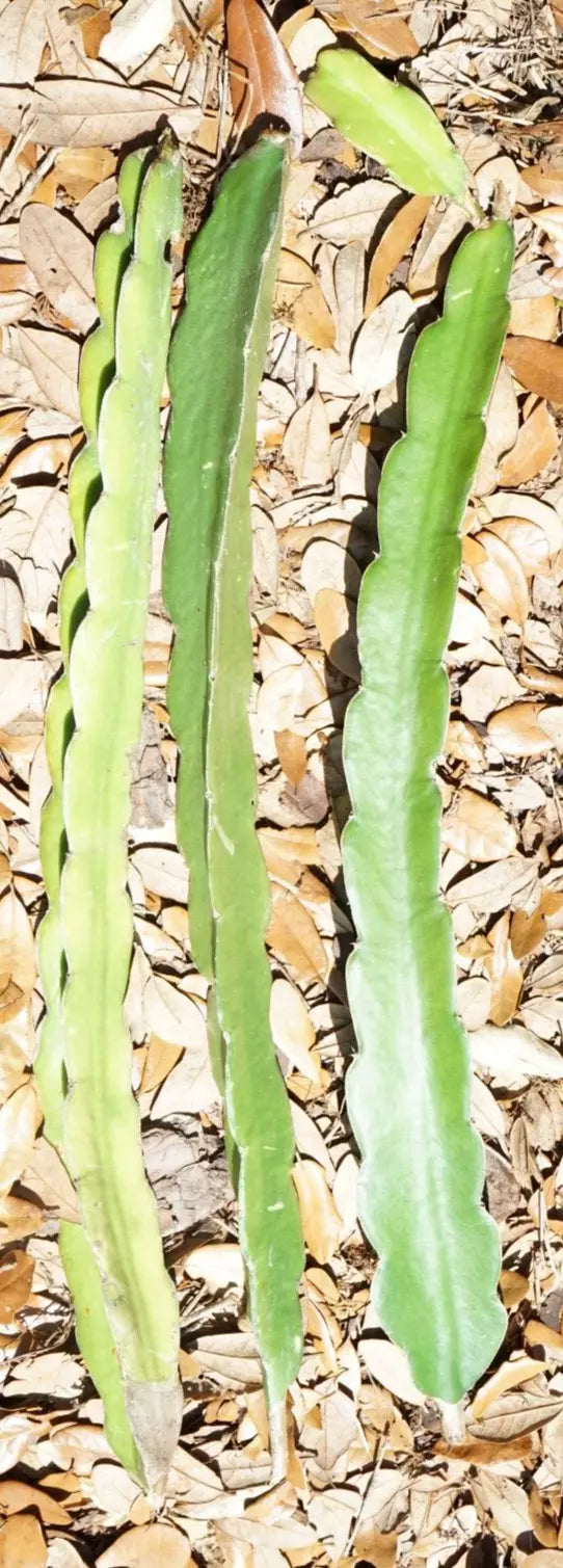 Night Blooming Cactus Orchid Cuttings 6" Queen of the Night Epiphyllum oxypetalum, Night Blooming Cactus, Succulent Plant