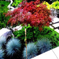 Dwarf Japanese Red Linear Leaf Maple Seeds - Acer Scolopendrifolium - Bonsai & Garden Planting Pack of 5