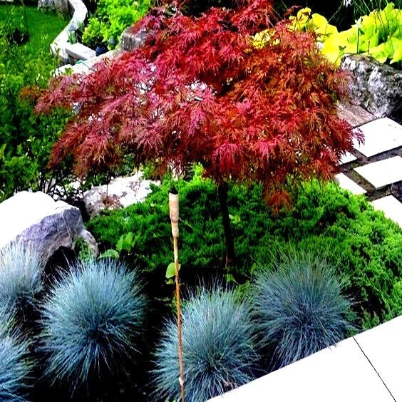 Dwarf Japanese Red Linear Leaf Maple Seeds - Acer Scolopendrifolium - Bonsai & Garden Planting Pack of 5