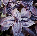 Dark Opal Basil Seeds 400+ Count - Purple Annual Herb, Ocimum basilicum 'Dark Opal' for Culinary & Garden Use