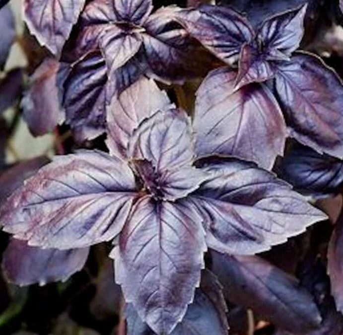Dark Opal Basil Seeds 400+ Count - Purple Annual Herb, Ocimum basilicum 'Dark Opal' for Culinary & Garden Use
