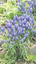 Grape Hyacinth Bulbs Bare Root 10 Muscari armeniacum Bluebells Perennial Garden Plant
