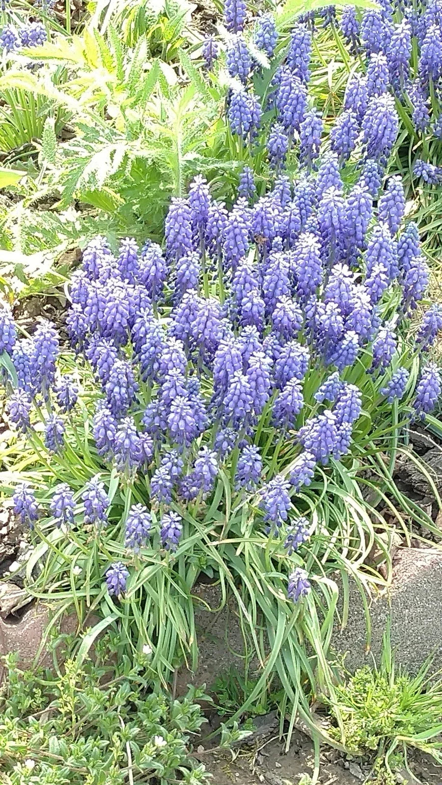 Grape Hyacinth Bulbs Bare Root 10 Muscari armeniacum Bluebells Perennial Garden Plant