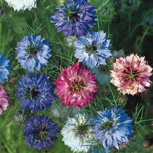 Love in a Mist Seeds - MISS JEKYLL DOUBLE Nigella damascena - Cottage Garden, Non-GMO, 200 Seeds