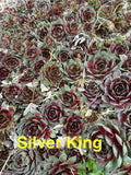 10 Live Hardy Sempervivum Silver King Succulents – Hens and Chicks, Zones 4-8, Rosette Perennials for Outdoor Gardens