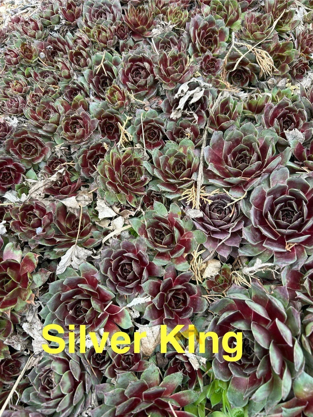 10 Live Hardy Sempervivum Silver King Succulents – Hens and Chicks, Zones 4-8, Rosette Perennials for Outdoor Gardens