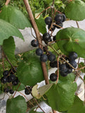 Mustang Grape Seeds Pack of 20+ Vitis mustangensis Native American Grape for Garden Cultivation