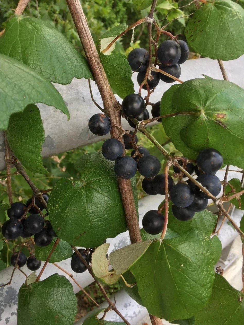 Mustang Grape Seeds Pack of 20+ Vitis mustangensis Native American Grape for Garden Cultivation