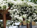 Bougainvillea Plant - Small Well-Rooted Starter - Keywest White - Rare Bougainvillea glabra for Gardens & Containers