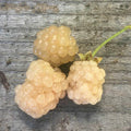 Snowbank White Blackberry Plant - Live Rubus fruticosus for Zones 5-8
