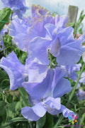 Sweet Pea Seeds Pack – Over 50 Chris Harrod Lathyrus odoratus Garden Climbing Vine for Flowers & Pollinators
