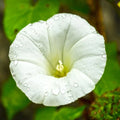 Pearly Gates Morning Glory Seeds | 4-Inch White Flowers | Ipomoea tricolor | AAS Winner, Vining, Fast-Growing, Pollinator Attractant
