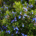 Rosemary Live Plant in Pot – Upright Variety, 6-8 Inches Tall, Salvia rosmarinus, Culinary Herb, Indoor & Outdoor Gardening