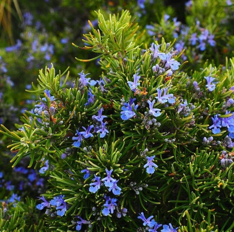 Rosemary Live Plant in Pot – Upright Variety, 6-8 Inches Tall, Salvia rosmarinus, Culinary Herb, Indoor & Outdoor Gardening