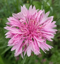 Pink Bachelor Button Seeds - Pack of 400+ Centaurea Cyanus Flower Garden Seeds for Vibrant Pink Blooms