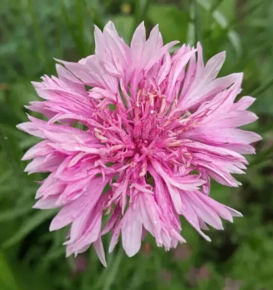 Pink Bachelor Button Seeds - Pack of 400+ Centaurea Cyanus Flower Garden Seeds for Vibrant Pink Blooms