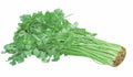Chinese Celery Seeds – 100+ Seeds, Apium graveolens var. secalinum, Heirloom, Non-GMO, Asian Cuisine, Fast Germination