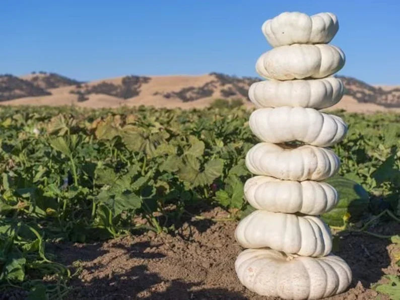 Organic White Boer Pumpkin Seeds - 10 Pack, Heirloom Cucurbita pepo, Vining, Space-Saving Stackable Growth, USA Grown