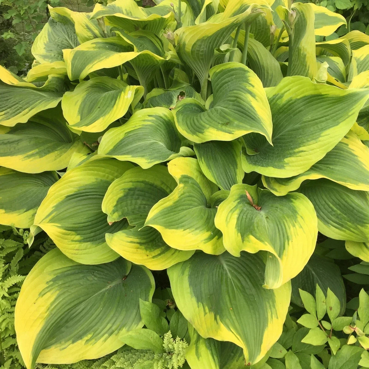 Hosta Atlantis Perennial Plant in 5.25" Pot | Shade Garden Plant with Bright Foliage