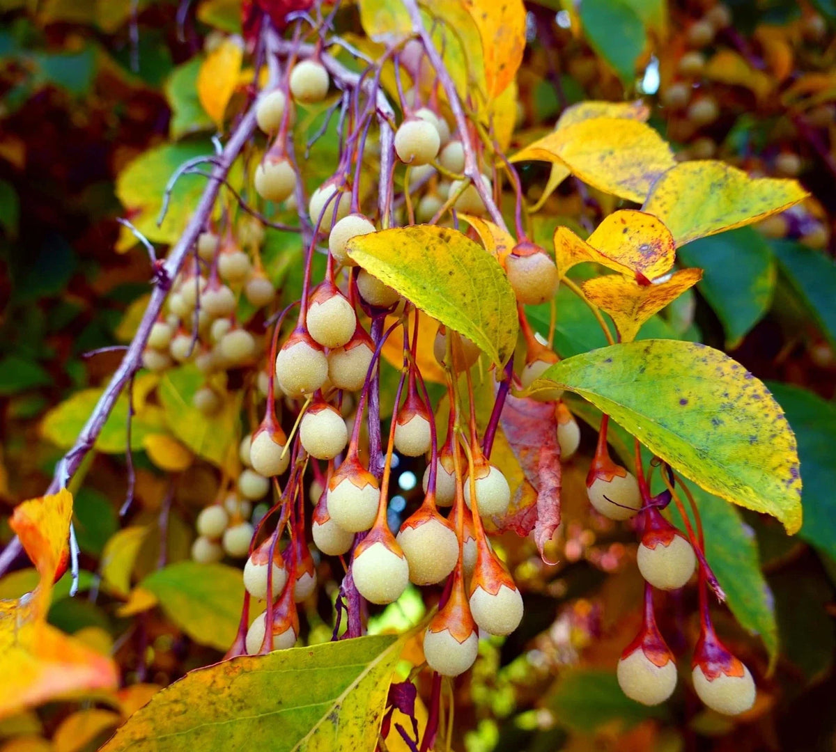 Japanese Snowbell Tree Seeds - 20 Pack - Styrax japonicus Ornamental Tree for Gardens and Landscaping