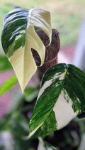 Rooted Pothos Plant 3-Inch Pot Albo Variegata Epipremnum Pinnatum Indoor Houseplant