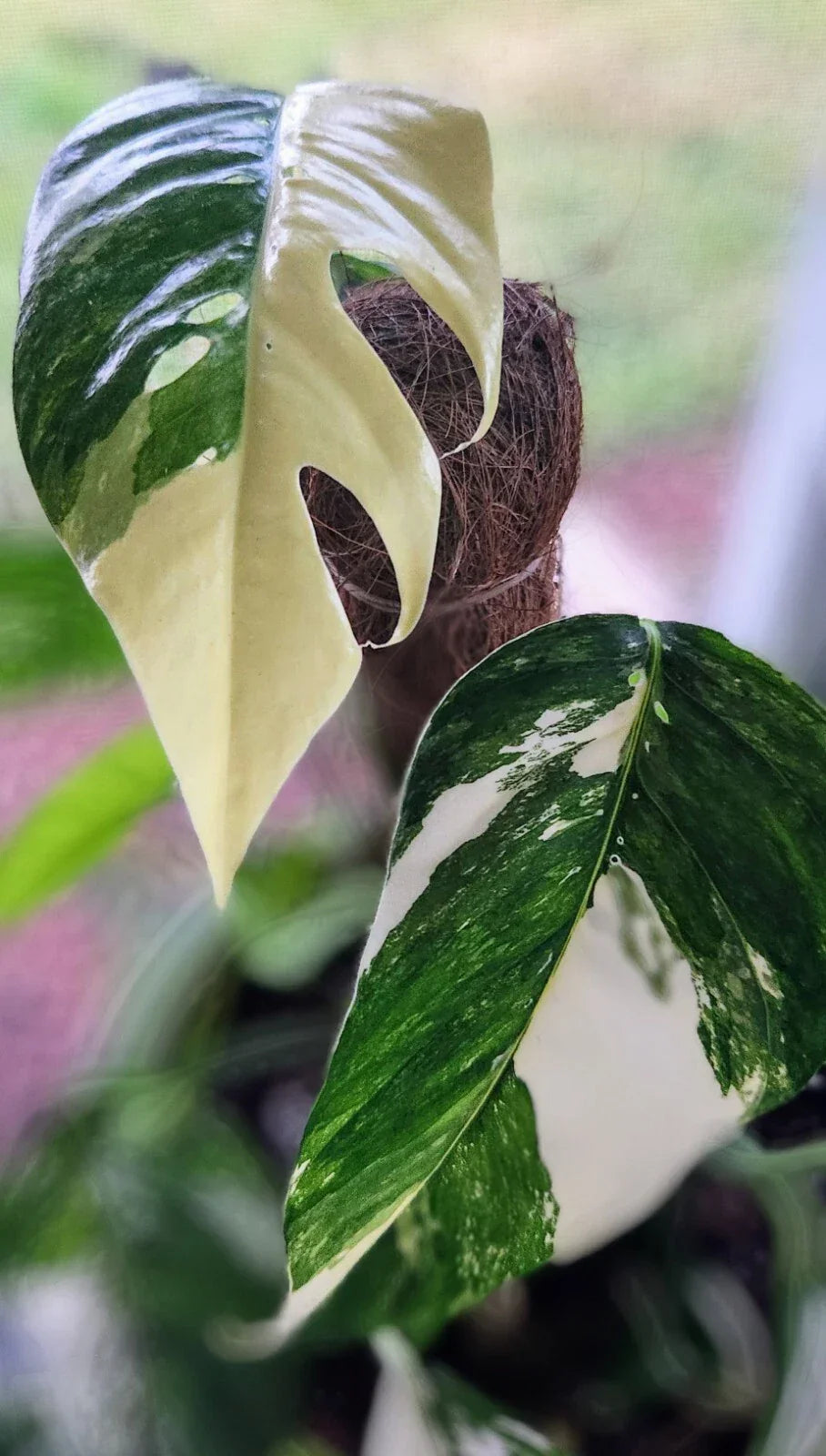 Rooted Pothos Plant 3-Inch Pot Albo Variegata Epipremnum Pinnatum Indoor Houseplant