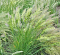Prairie June Grass Seeds - Native Ornamental Drought Tolerant Koeleria macrantha - Easy to Grow for Containers and Landscaping