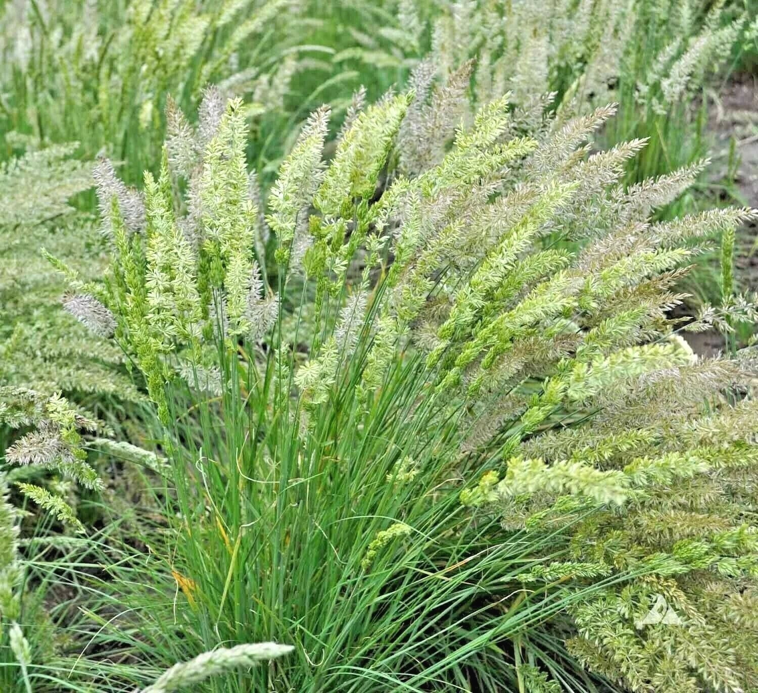 Prairie June Grass Seeds - Native Ornamental Drought Tolerant Koeleria macrantha - Easy to Grow for Containers and Landscaping